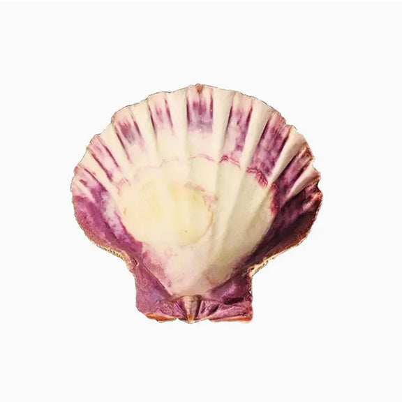 Lion's Paw Shell (5-6 in.)