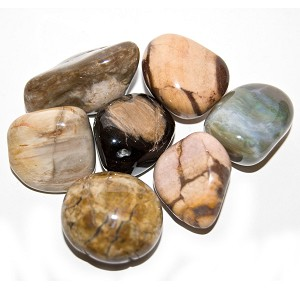 Petrified Wood Tumbled (1 stone)